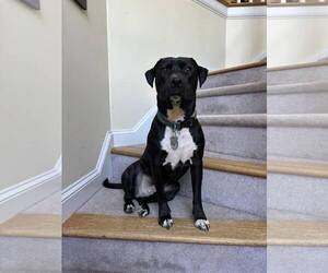 Sebastian aka Sea Bass - Male Labrador Retriever-Unknown Mix Dog for Adoption - Photo #3