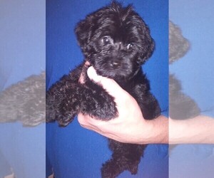 YorkiePoo Puppy for sale in SAUGUS, MA, USA