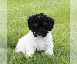 Medium Poodle (Miniature)