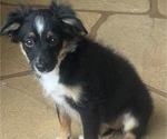 Small #28 Miniature Australian Shepherd