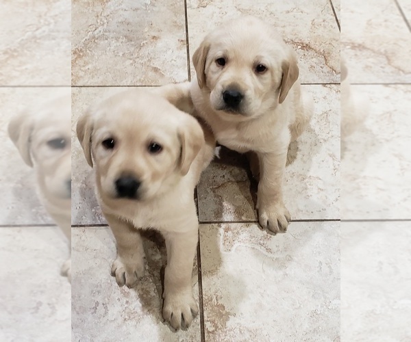 Medium Photo #127 Labrador Retriever Puppy For Sale in OLYMPIA, WA, USA
