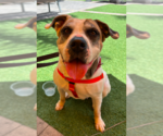 Small American Bulldog Mix
