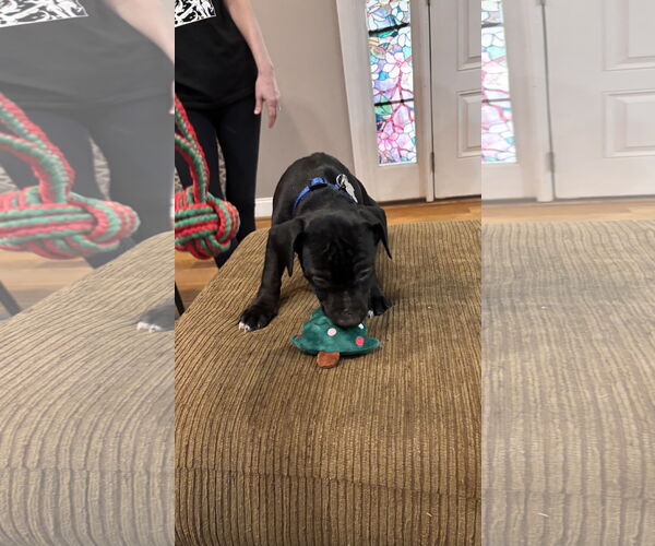 Medium Photo #6 Staffordshire Bull Terrier-Unknown Mix Puppy For Sale in Holly Springs, NC, USA
