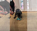 Small #5 Staffordshire Bull Terrier Mix