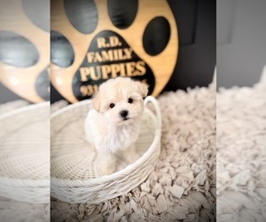 Maltipoo (Toy) Puppy for sale in CROSSVILLE, TN, USA
