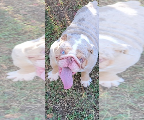 Medium Photo #1 Bulldog Puppy For Sale in RICHMOND, VA, USA