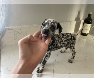 Dalmatian Puppy for sale in SAN BERNARDINO, CA, USA