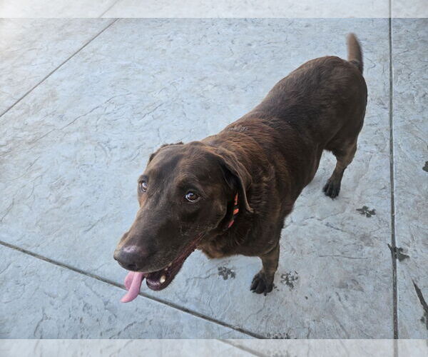 Medium Photo #4 Labrador Retriever Puppy For Sale in Clovis, CA, USA