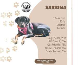 Labrador Retriever Dogs for adoption in New Oxford , PA, USA