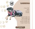 Sabrina - Female Labrador Retriever Dog for Adoption - Small photo