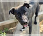 Small Labrador Retriever