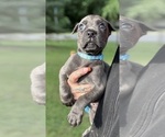 Small #4 Cane Corso