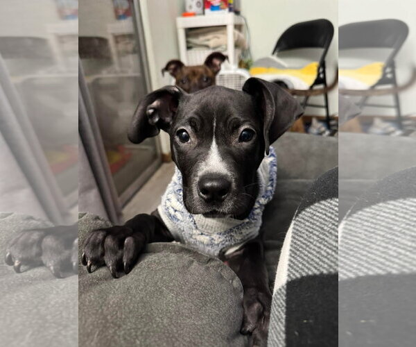Medium Photo #19 American Pit Bull Terrier-Labrador Retriever Mix Puppy For Sale in Germantown, OH, USA