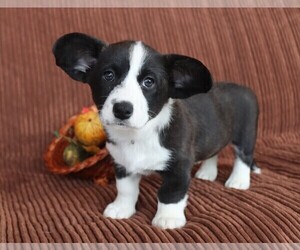 Cardigan Welsh Corgi Puppy for sale in LIVERMORE, CO, USA
