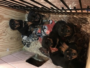 Rottweiler Puppy for sale in PERTH AMBOY, NJ, USA
