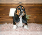 Small #1 Basset Hound