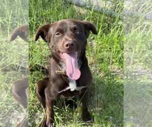 Labrador Retriever-Unknown Mix Dogs for adoption in Virginia Beach, VA, USA