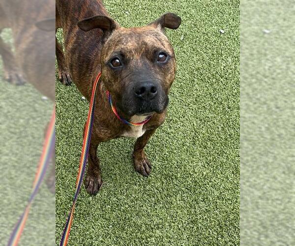 Medium Photo #2 American Pit Bull Terrier Puppy For Sale in Fayetteville, NC, USA