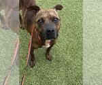Small #1 American Pit Bull Terrier