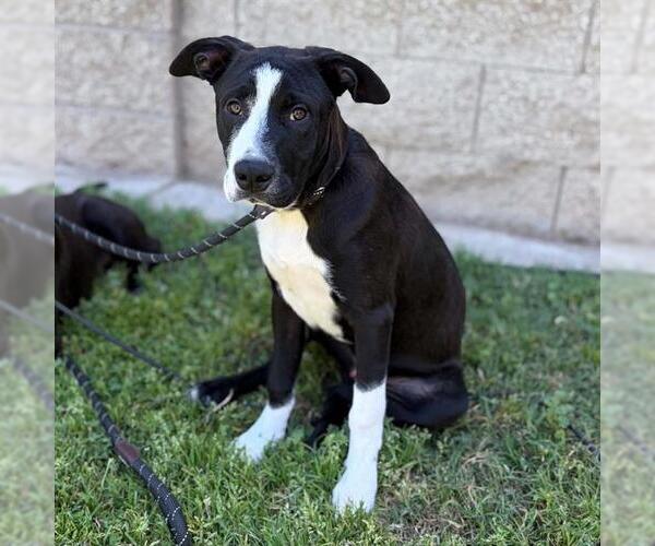Medium Photo #1 Border Collie-Unknown Mix Puppy For Sale in Modesto, CA, USA