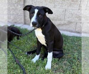 Border Collie-Unknown Mix Dogs for adoption in Modesto, CA, USA