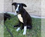 Small Border Collie Mix