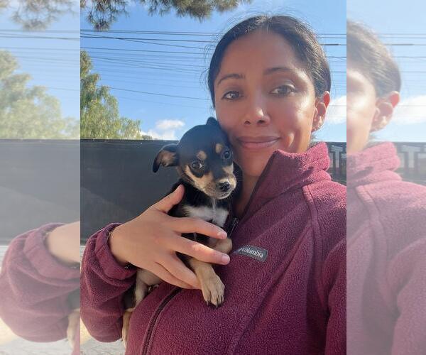 Medium Photo #2 Chipin Puppy For Sale in San Diego, CA, USA