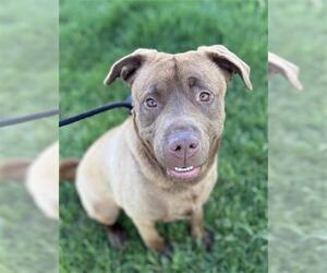 Chinese Shar-Pei-Labrador Retriever Mix Dogs for adoption in West Valley, UT, USA