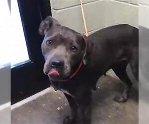 Mutt Dogs for adoption in Tulsa, OK, USA