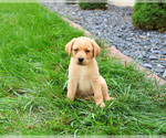 Small #3 Labrador Retriever