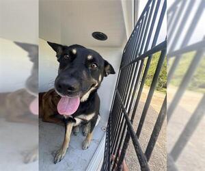 American Pit Bull Terrier-Unknown Mix Dogs for adoption in Houston, TX, USA