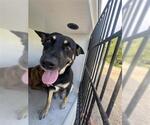 Small American Pit Bull Terrier Mix
