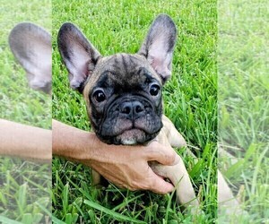 French Bulldog Puppy for sale in TAMPA, FL, USA