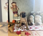 Puppy Plato Mastiff