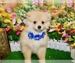 Small #4 Pomeranian