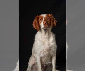 Brittany Dogs for adoption in Curwensville, PA, USA