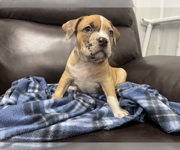 Medium Photo #99 American Bully Puppy For Sale in REESEVILLE, WI, USA