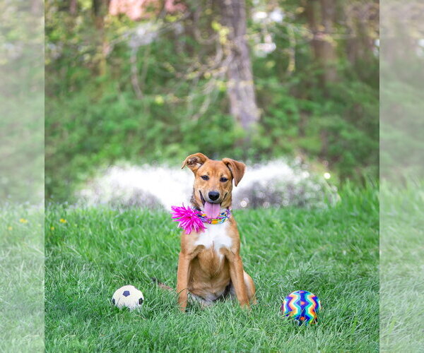 Medium Photo #18 Mutt Puppy For Sale in Unionville, PA, USA