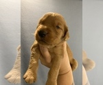 Small Photo #13 Golden Retriever Puppy For Sale in SUMMERVILLE, SC, USA