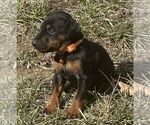 Small #1 Doberman Pinscher