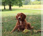 Small Photo #3 Irish Doodle Puppy For Sale in MERCERSBURG, PA, USA