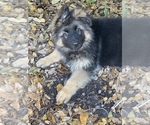 Small #5 German Shepherd Dog