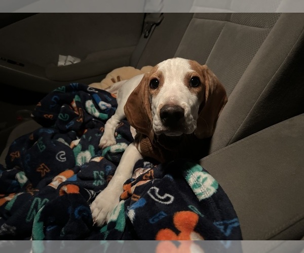 Medium Photo #1 Beagle Puppy For Sale in SAN DIEGO, CA, USA