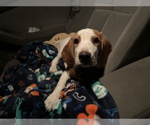 Beagle Puppy for sale in SAN DIEGO, CA, USA