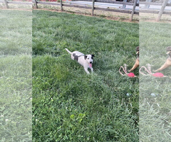 Medium Photo #3 Mutt Puppy For Sale in Garden City, NY, USA