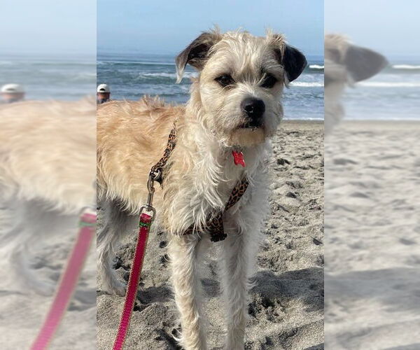 Medium Photo #4 Border Terrier-Unknown Mix Puppy For Sale in San Diego, CA, USA