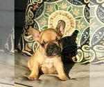 Small Photo #2 French Bulldog Puppy For Sale in COSTA MESA, CA, USA