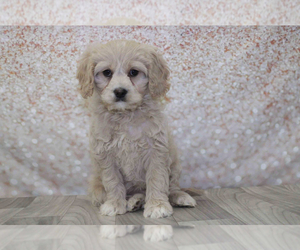 Cavapoo Puppy for sale in MARIETTA, GA, USA
