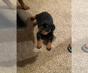 Rottweiler Puppy for sale in LUBBOCK, TX, USA