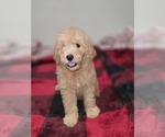Small #14 Goldendoodle